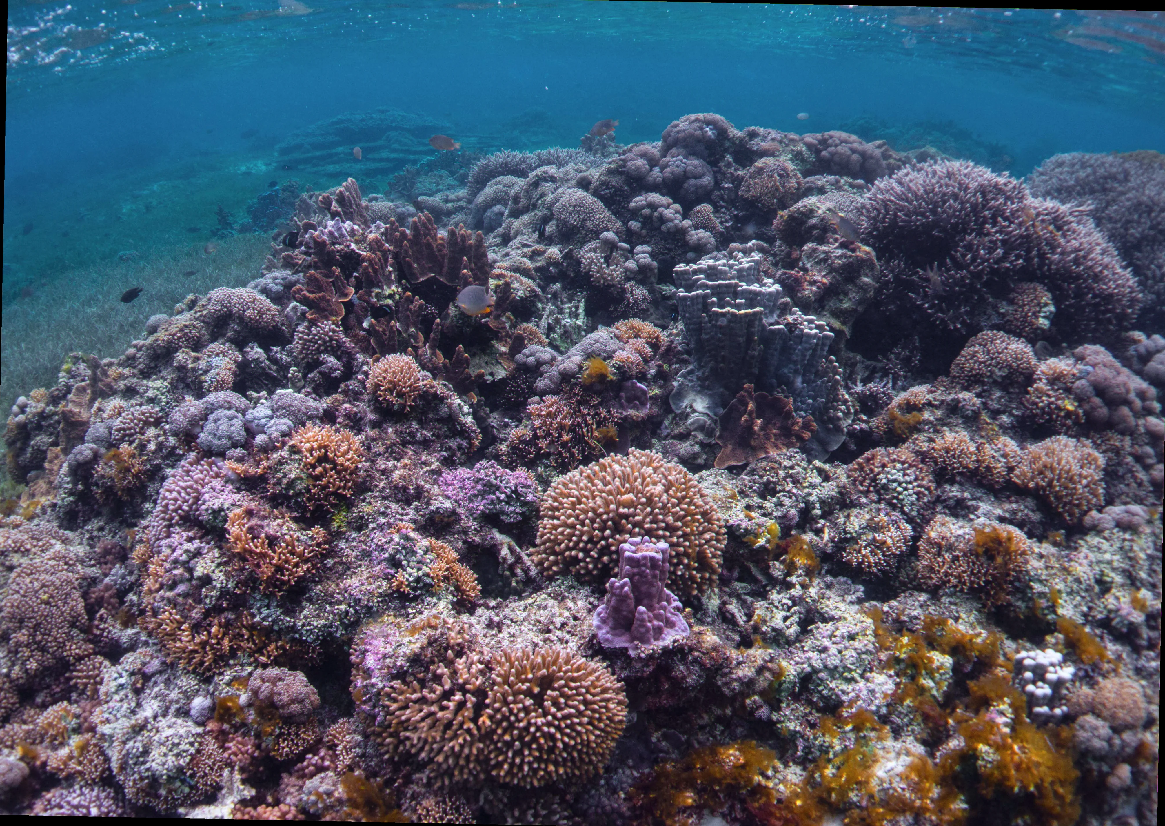 coral reef health lord howe island