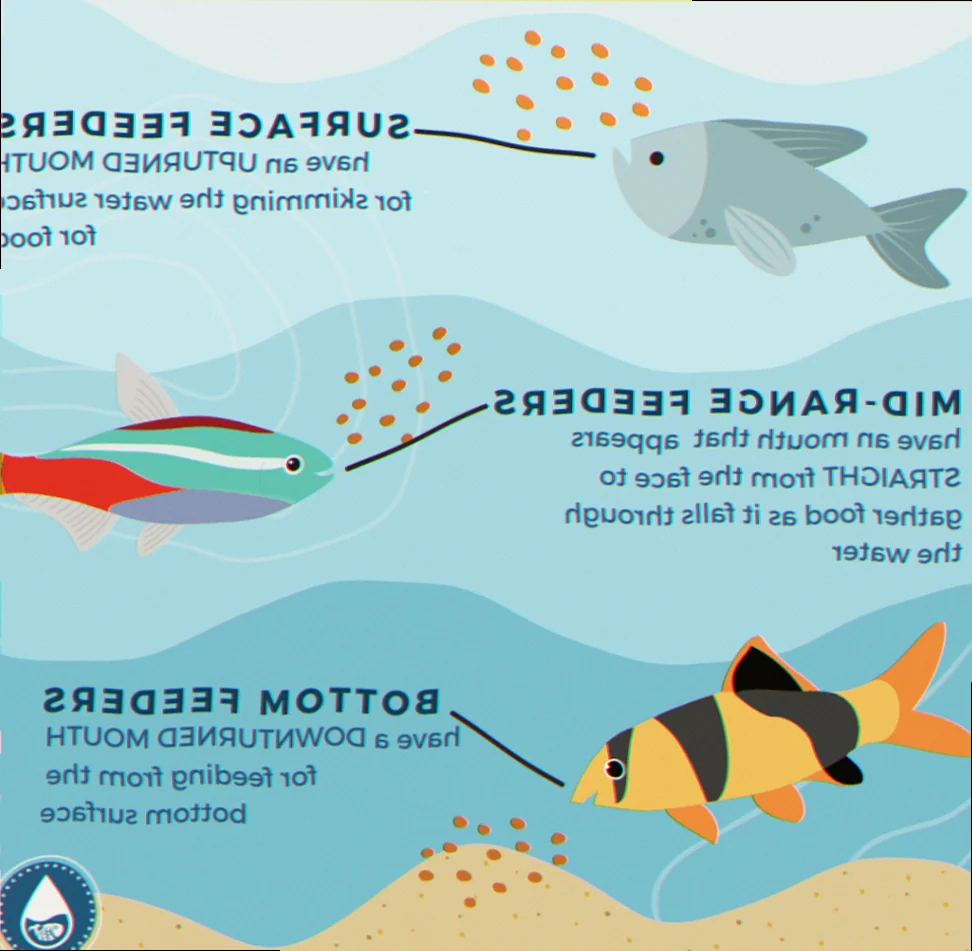 fish feeding habits AU