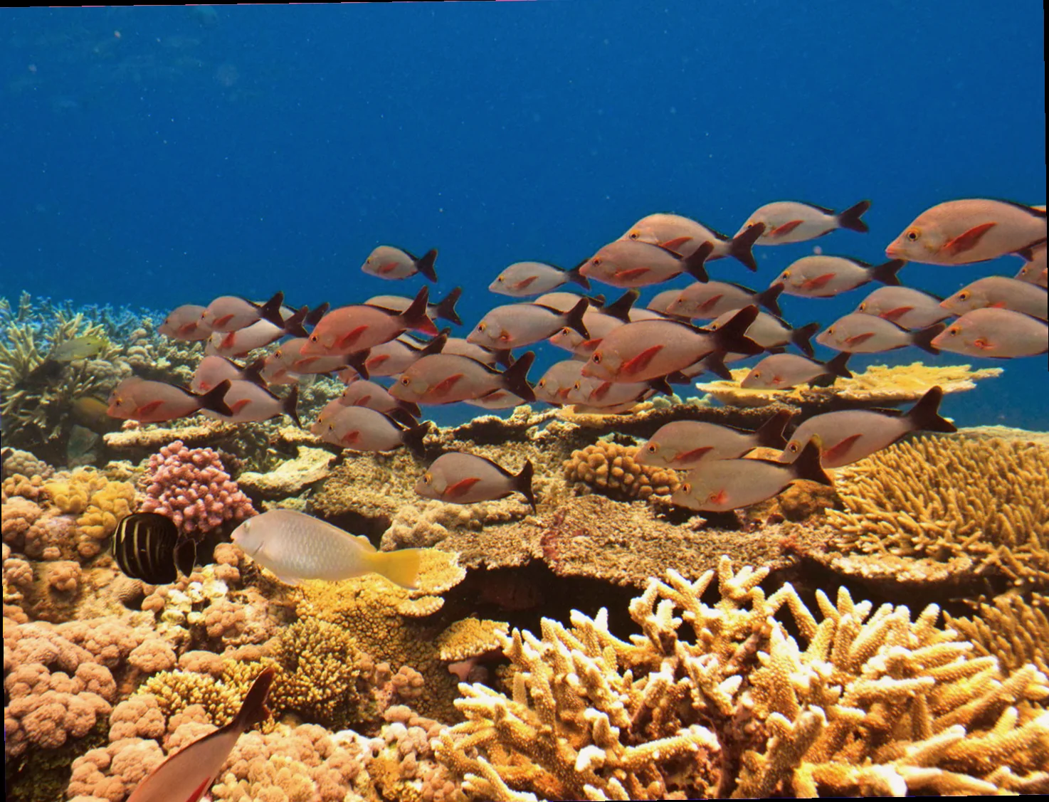 marine life diversity on australian seabeds