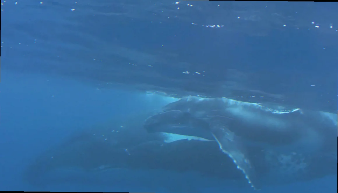 protecting exmouth gulf whale nursery habitats
