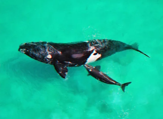 southern right whale calving season south australia