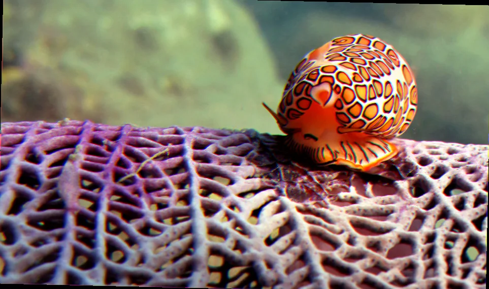 where to find flamingo tongue snails in australia